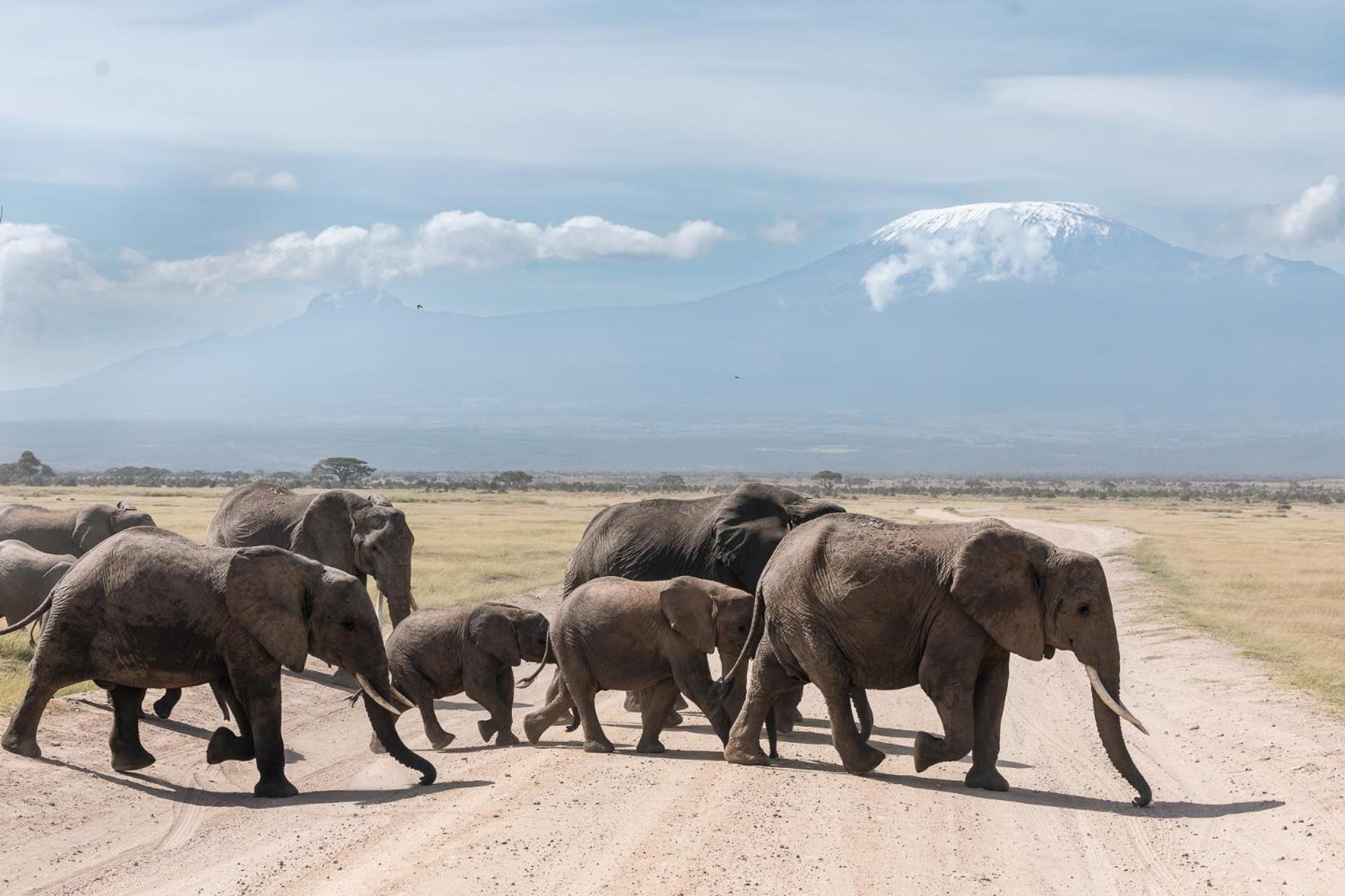 Amboseli Glass House Oloitokitok Ngoại thất bức ảnh